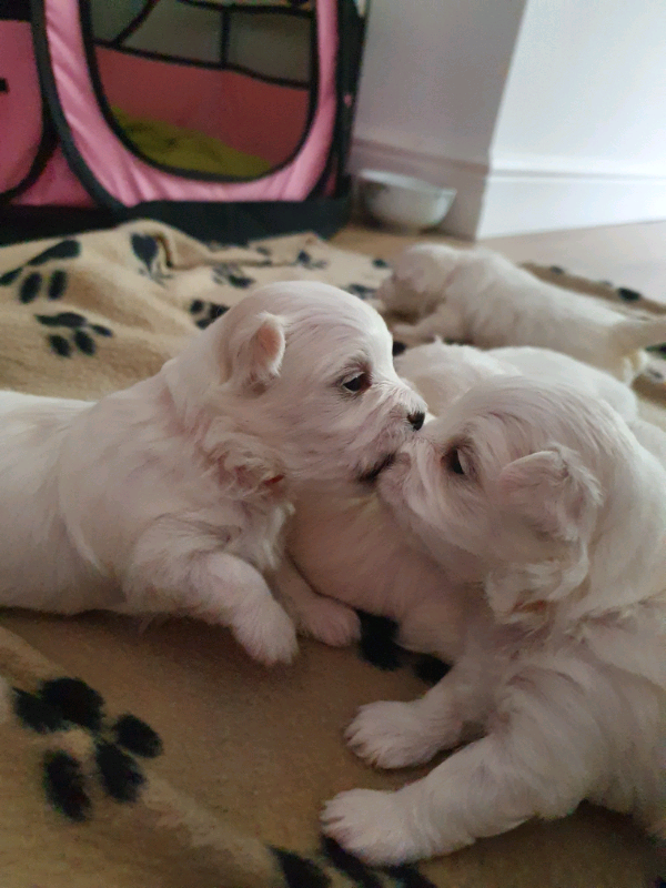 gumtree maltese puppies